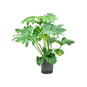 Philodendron selloum