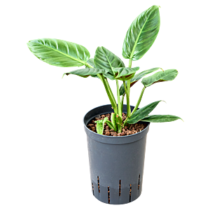 Philodendron 'Subhastatum'