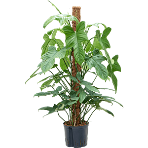 Philodendron bipennifolium “Silver Violin”