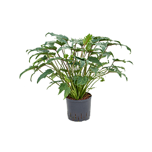 Philodendron 'Xanadu'