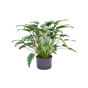 Philodendron 'Xanadu'
