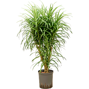 Pleomele (Dracaena) 'Anita Variegata'