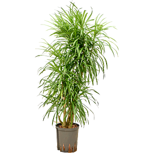 Pleomele (Dracaena) 'Anita Variegata'