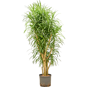 Pleomele (Dracaena) 'Anita Variegata'