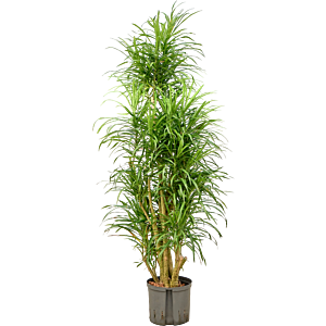 Pleomele (Dracaena) 'Anita Variegata'