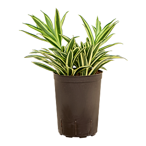 Pleomele (Dracaena) reflexa 'Song of Hawaian'