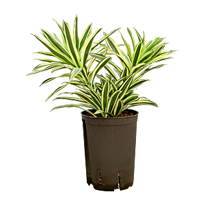 Pleomele (Dracaena) reflexa 'Song of India'