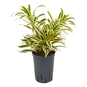 Pleomele (Dracaena) reflexa 'Song of India'