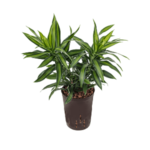 Pleomele (Dracaena) reflexa 'Song of Jamaica'