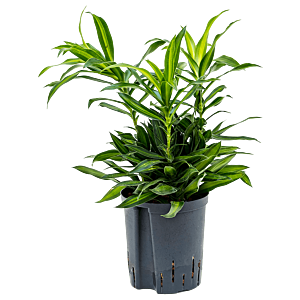 Pleomele (Dracaena) reflexa 'Song of Jamaica'