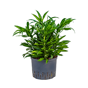 Pleomele (Dracaena) reflexa 'Song of Jamaica'