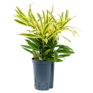 Pleomele (Dracaena) reflexa 'Song of Sri Lanka'