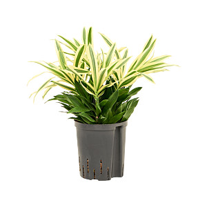 Pleomele (Dracaena) reflexa 'Song of Sri Lanka'