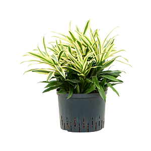 Pleomele (Dracaena) reflexa 'Song of Sri Lanka'