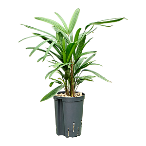 Rhapis excelsa