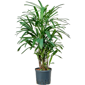 Rhapis excelsa