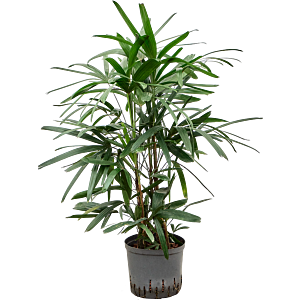 Rhapis excelsa