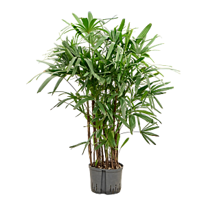 Rhapis excelsa