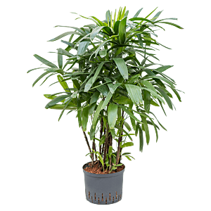 Rhapis excelsa