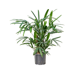 Rhapis excelsa