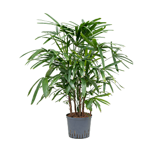 Rhapis excelsa