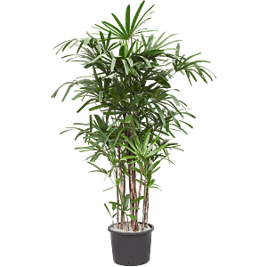 Rhapis excelsa
