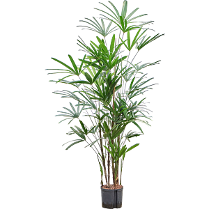 Rhapis excelsa