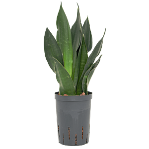 Sansevieria trifasciata 'Black Diamond'