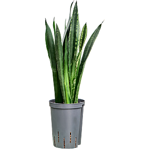 Sansevieria black tiger