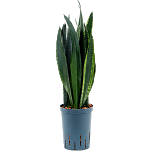 Sansevieria trifasciata 'Black Tiger'