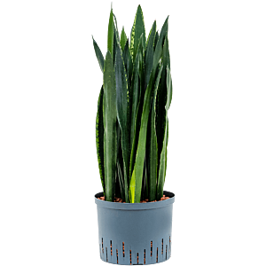 Sansevieria trifasciata 'Black Tiger'
