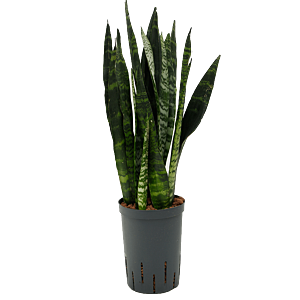 Sansevieria trifasciata 'Black Coral'