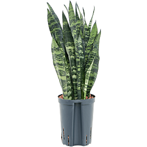 Sansevieria trifasciata 'Black Coral'