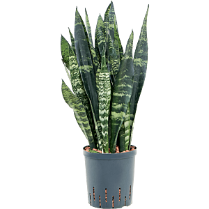 Sansevieria trifasciata 'Black Coral'