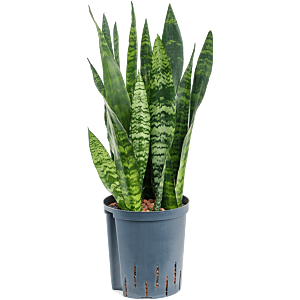 Sansevieria trifasciata 'Black Coral'