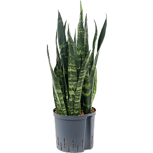 Sansevieria trifasciata 'Black Coral'