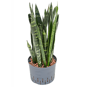Sansevieria trifasciata 'Black Coral'