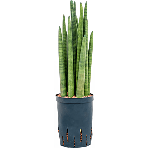 Sansevieria cylindrica tower