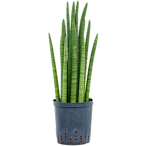 Sansevieria cylindrica tower