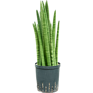 Sansevieria cylindrica tower