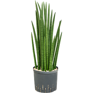Sansevieria cylindrica tower