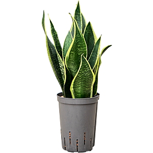 Sansevieria trifasciata 'Futura Black'
