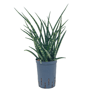 Sansevieria kirkii 'Fernwood'