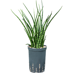 Sansevieria kirkii 'Fernwood'