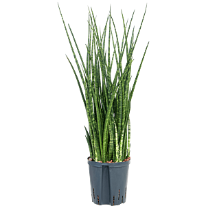 Sansevieria kirkii 'Fernwood'
