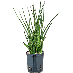Sansevieria kirkii 'Fernwood'