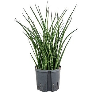 Sansevieria kirkii 'Fernwood'