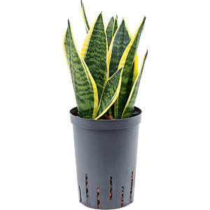 Sansevieria trifasciata 'Futura Superba'