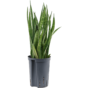 Sansevieria kirkii