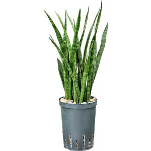 Sansevieria kirkii